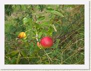 2007-08-12_16-13-12_Aout_200,0mm_1_200_eme_DiMAGE A2 * 2560 x 1920 * (3.08MB)